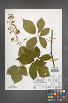 Rubus pyramidalis [KOR 52083]