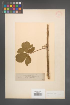 Rubus radula [KOR 10944]