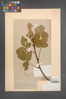 Rubus radula [KOR 10942]