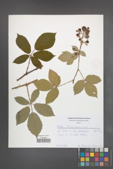 Rubus radula [KOR 52017]