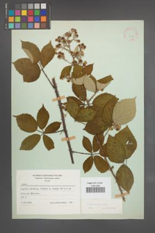 Rubus radula [KOR 22506]