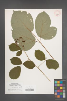 Rubus raddeanus [KOR 40113]