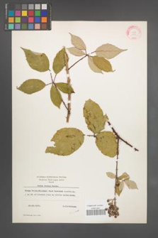 Rubus radula [KOR 10935]