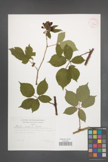 Rubus radula [KOR 29502]