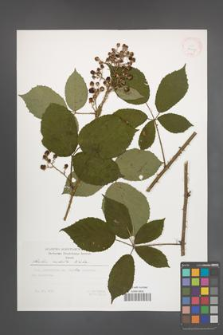 Rubus radula [KOR 29507]