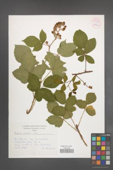 Rubus radula [KOR 54330]
