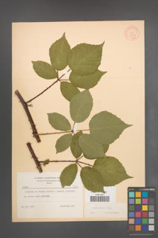Rubus radula [KOR 8656]