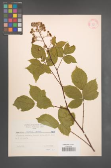 Rubus radula [KOR 7217]