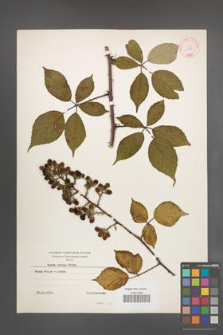 Rubus radula [KOR 10937]