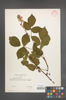 Rubus radula [KOR 10934]