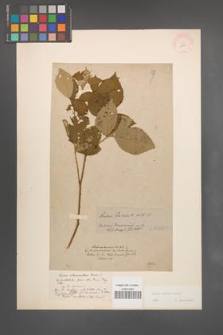 Rubus radula [KOR 10940]