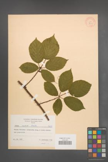 Rubus radula [KOR 8631]