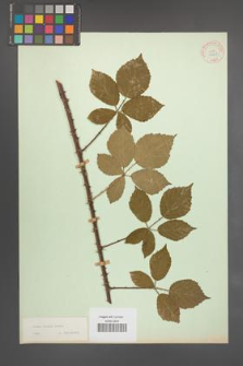 Rubus radula [KOR 10958]