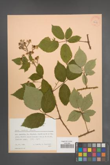 Rubus radula [KOR 27078]