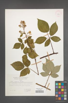 Rubus radula [KOR 29978]