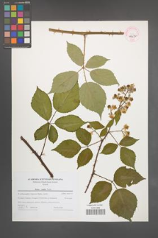 Rubus radula [KOR 44690]