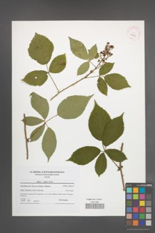 Rubus radula [KOR 41523]
