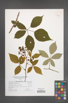 Rubus radula [KOR 40740]