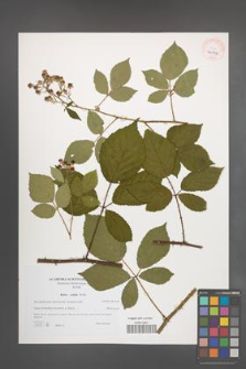 Rubus radula [KOR 40576]