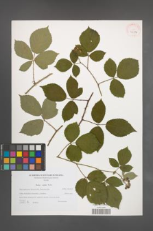 Rubus radula [KOR 40577]