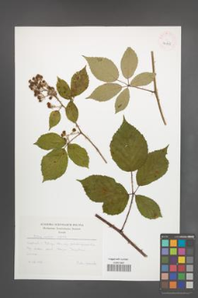 Rubus radula [KOR 42835]