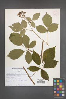 Rubus radula [KOR 52557]