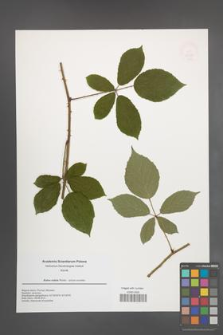Rubus radula [KOR 49937]