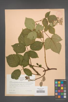 Rubus radula [KOR 22764]