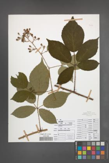 Rubus radula [KOR 50848]