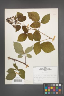 Rubus radula [KOR 50846]