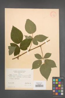 Rubus radula [KOR 8710]