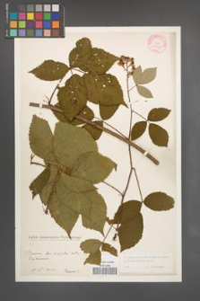 Rubus radula [KOR 10959]