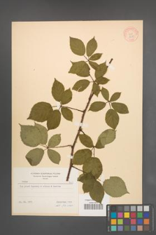 Rubus radula [KOR 8655]