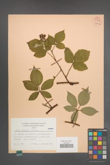 Rubus radula [KOR 54338]