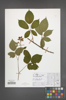 Rubus radula [KOR 50844]