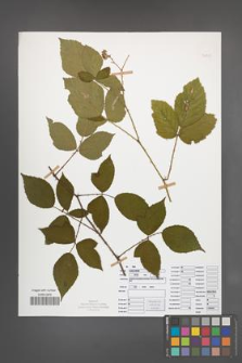 Rubus radula [KOR 50843]