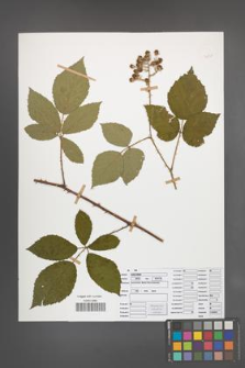 Rubus radula [KOR 50840]
