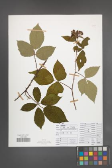 Rubus radula [KOR 50829]