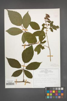 Rubus radula [KOR 50828]