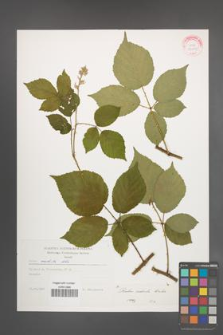 Rubus radula [KOR 29290]