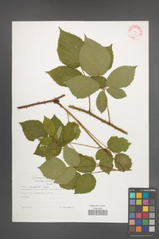 Rubus radula [KOR 29267]