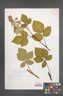 Rubus radula [KOR 29305]