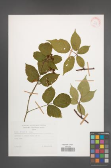 Rubus radula [KOR 29198]