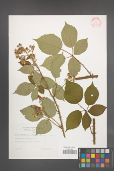 Rubus radula [KOR 29299]