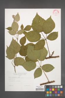 Rubus radula [KOR 29289]