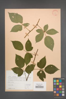Rubus radula [KOR 22931]