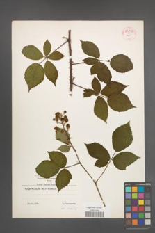Rubus radula [KOR 54340]