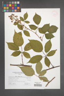 Rubus radula [KOR 41732]