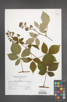 Rubus radula [KOR 42782]