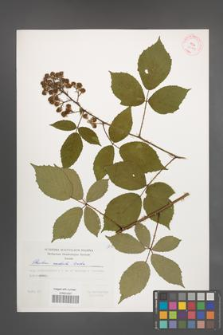 Rubus radula [KOR 29414]